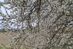IMG-20260329-WA0019