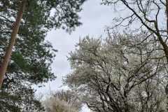 IMG-20260329-WA0020