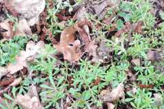 IMG-20260329-WA0029