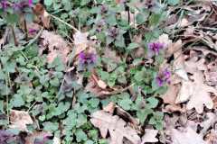 IMG-20260329-WA0043