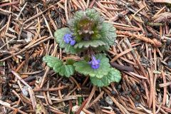 IMG-20260330-WA0037