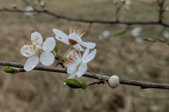 PXL_20250330_123519199