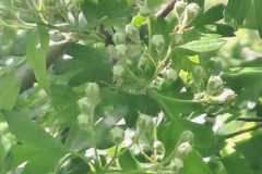 IMG-20250427-WA0040
