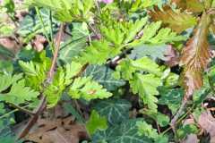 IMG-20250427-WA0046