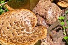 IMG-20250427-WA0051