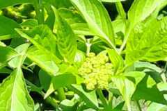 IMG-20250427-WA0063
