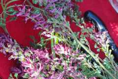 IMG-20250427-WA0076