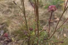 IMG-20250525-WA0016