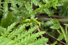 IMG-20250525-WA0043