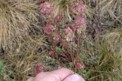 PXL_20250525_112433526