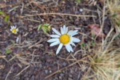 PXL_20250525_113346051