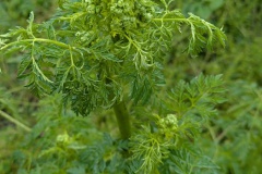 PXL_20250525_114644494