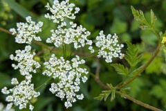 PXL_20250525_115115674