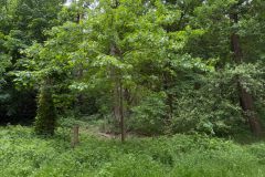 3. Kräuterwanderung am 31. Mai 2026 am Gördensee in Branne