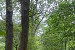 IMG-20260531-WA0035