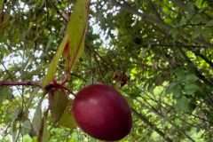 IMG-20260531-WA0043