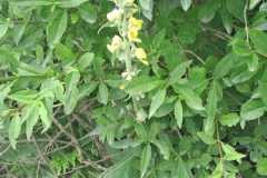 IMG-20250629-WA0082