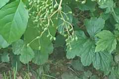 IMG-20250629-WA0085