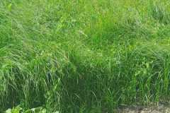 IMG-20250629-WA0088