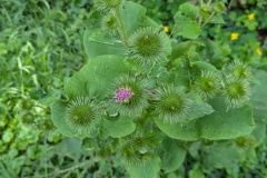 PXL_20250720_112529847