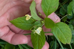 PXL_20250720_115030663