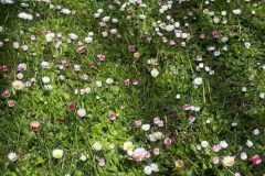 IMG-20260426-WA0027