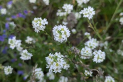 PXL_20250807_080906819.MP_