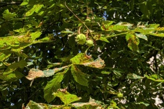 PXL_20250807_081211769.MP_