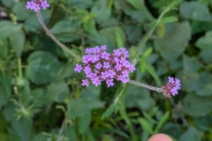 PXL_20250808_090412509.MP_