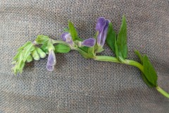 PXL_20240524_175039862