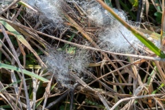 PXL_20250119_120523435.MP_