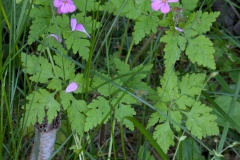 PXL_20250513_080305339.MP_