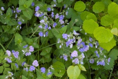 PXL_20250513_080322440.MP_