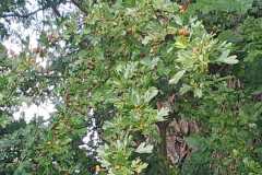 IMG-20240721-WA0017
