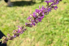 PXL_20240721_120022077