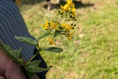 PXL_20240721_120028489.MP_