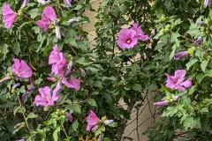 PXL_20240721_135457796