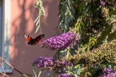 PXL_20240828_075226313