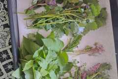 1_IMG-20230520-WA0017