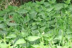 1_IMG-20230520-WA0044