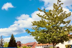 IMG-20240421-WA00072