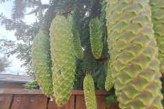 Wunder-der-Natur