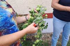humulus-lupullus