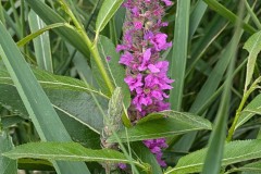 PXL_20240630_125431067