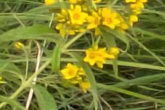 PXL_20240630_125701547.MP_