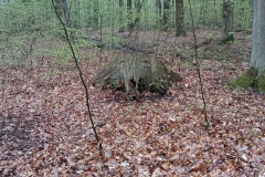 Baumgeister säumten auch ab & zu unseren Weg