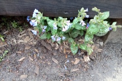 ...das gefleckte Lungenkraut wächst direkt am Eingangsbereich