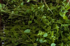 PXL_20250405_072450229