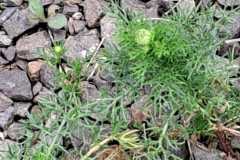IMG-20240526-WA0062