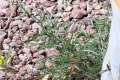 IMG-20240526-WA0065